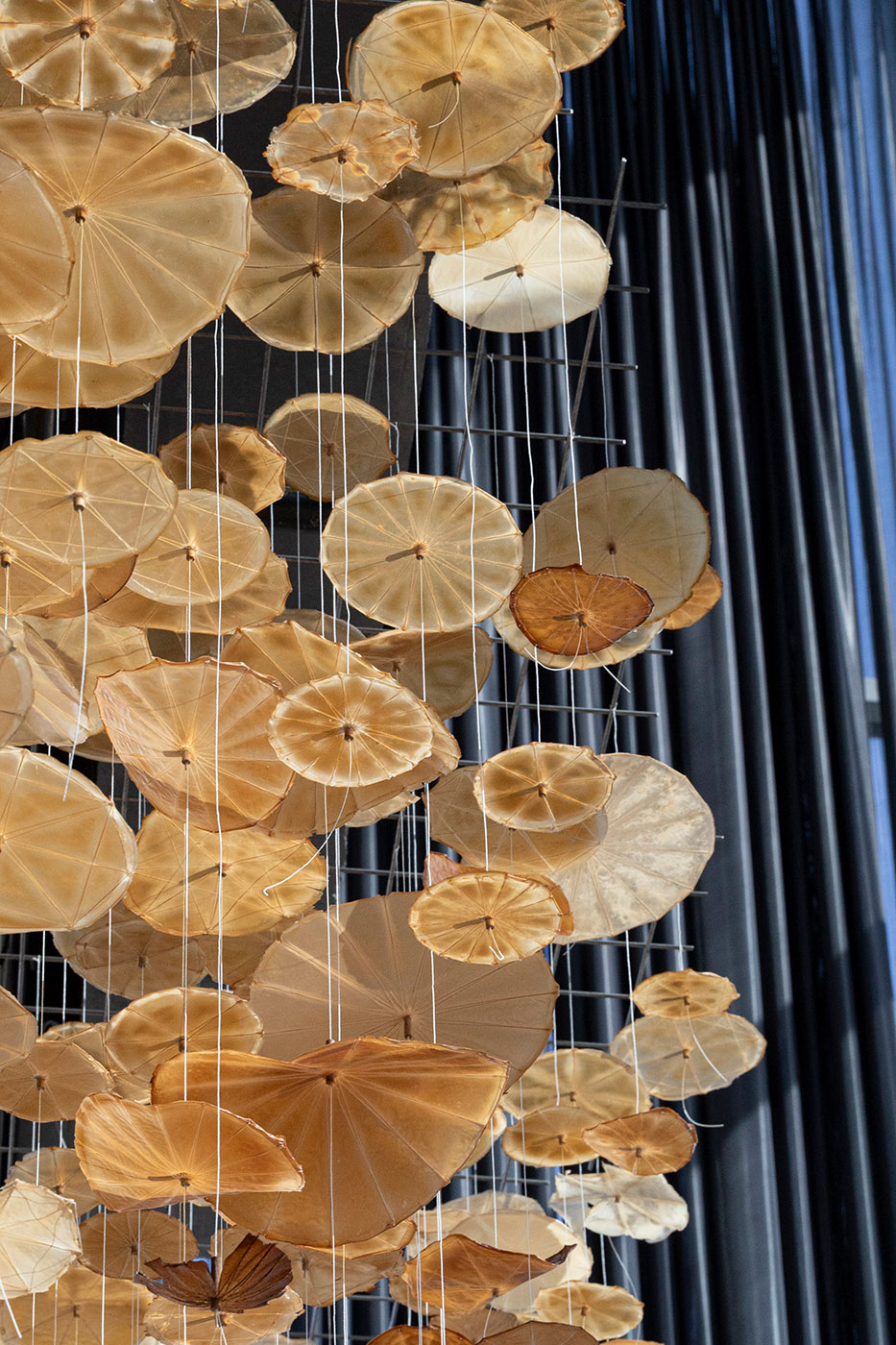 This images shows a detail of the installation of Co-Weaving Biofilms research groups. Bacteria colonies have formed yellow, brown or greyish "parasol"-like biofilms, stretched over tiny wooden frames. The bacteria parasols are suspended from light threads, hanging on a metal grid